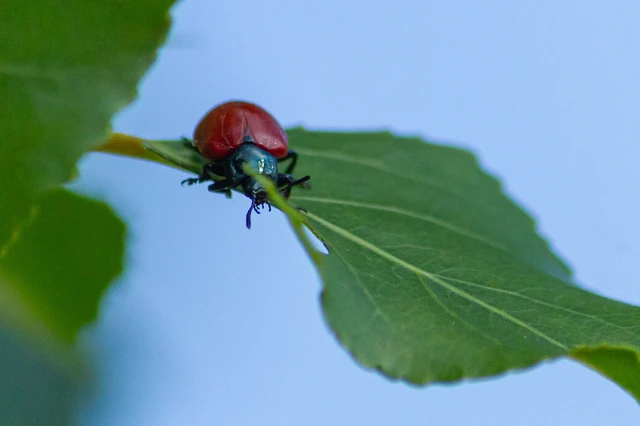 Chrysomela