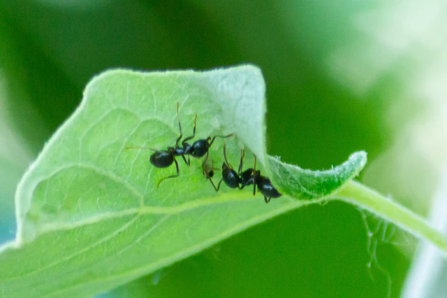 Lasius fuliginosus - kartonépítő fahangya