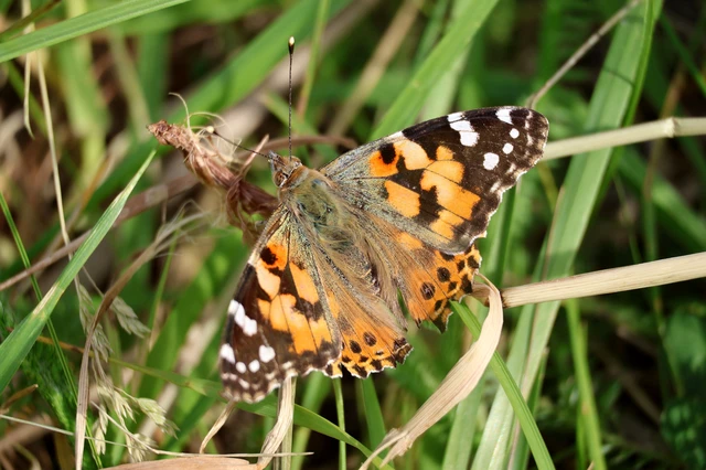 Vanessa cardui - bogáncslepke