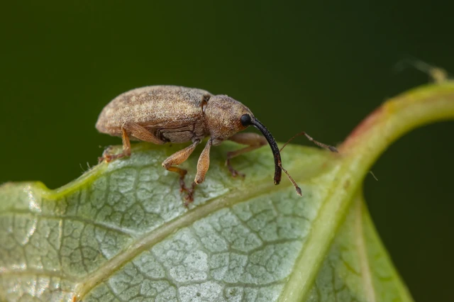 Dorytomus