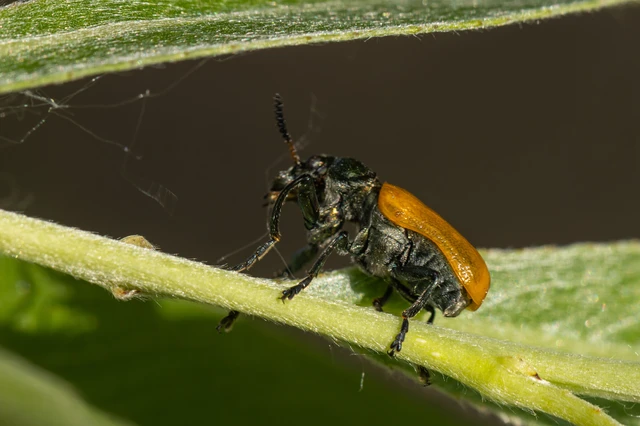 Labidostomis Labidostomis