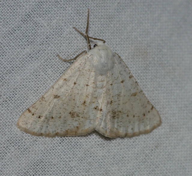 Dyscia conspersaria - sziklaüröm-araszoló