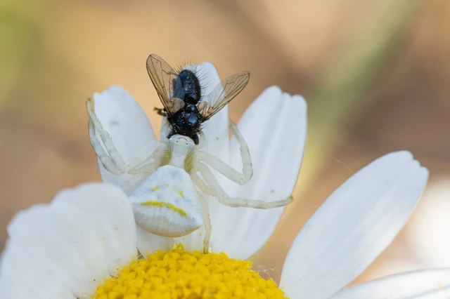 Thomisus onustus - fehér karolópók