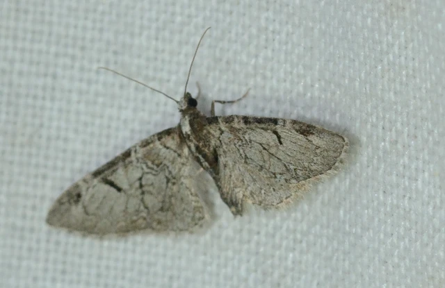 Eupithecia insigniata - hálózatos törpearaszoló