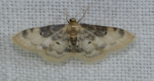 Idaea filicata - sötéttövű apróaraszoló