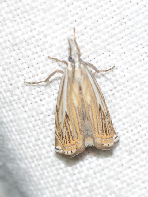 Crambus lathoniellus - mezei fűgyökérmoly