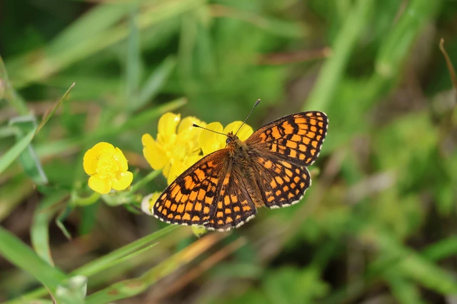 Melitaea athalia - közönséges tarkalepke
