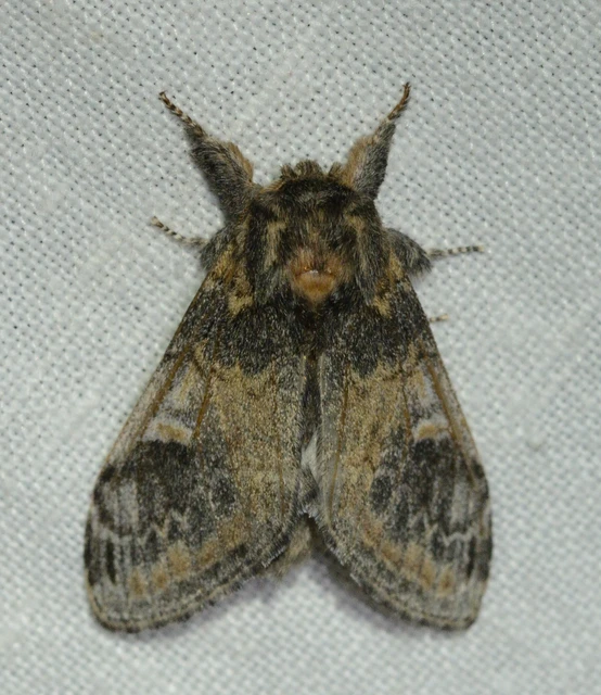 Notodonta tritophus - tarajos púposszövő