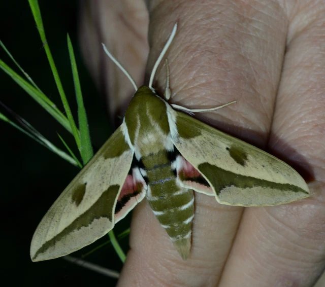 Hyles euphorbiae - kutyatejszender