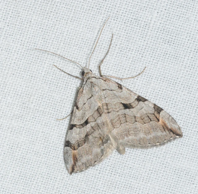 Aplocera plagiata - szürke csíkosaraszoló