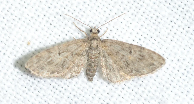 Eupithecia dodoneata - tölgy-törpearaszoló