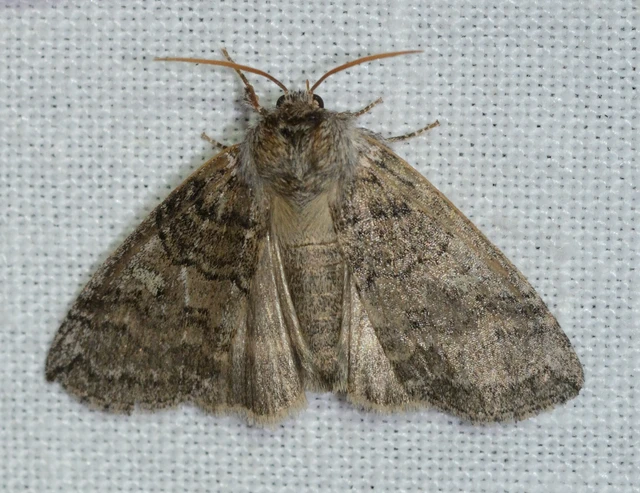 Tethea or - bélyeges pihésszövő