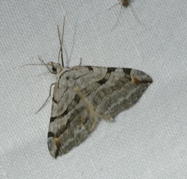 Aplocera plagiata - szürke csíkosaraszoló