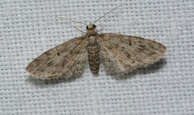 Eupithecia dodoneata - tölgy-törpearaszoló