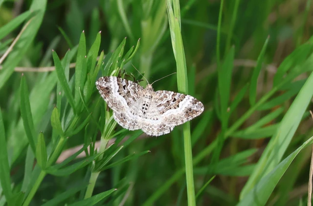 Epirrhoe alternata - galaj-tarkaaraszoló