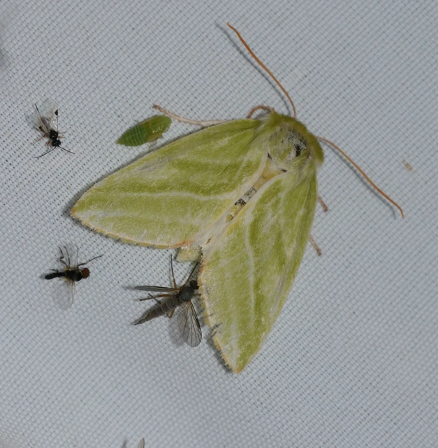 Pseudoips prasinana - bükkfa-zöldbagoly