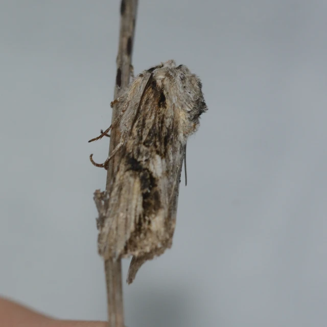 Egira conspicillaris - változékony szürkebagoly