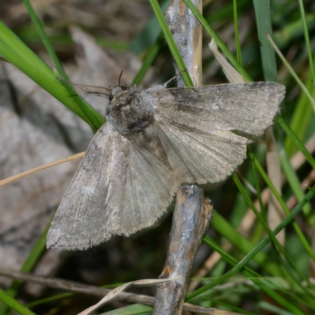 Tethea or - bélyeges pihésszövő