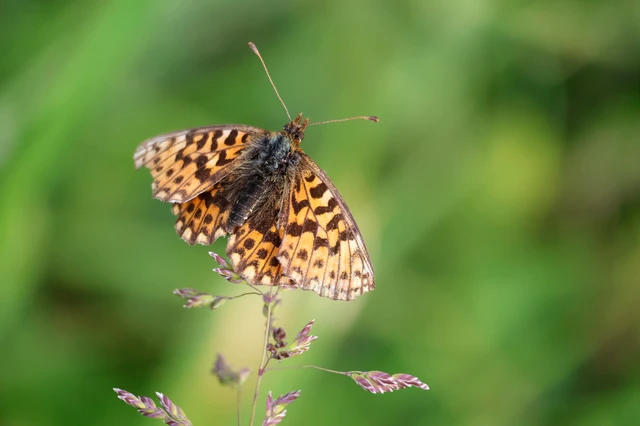 Boloria dia - kis gyöngyházlepke
