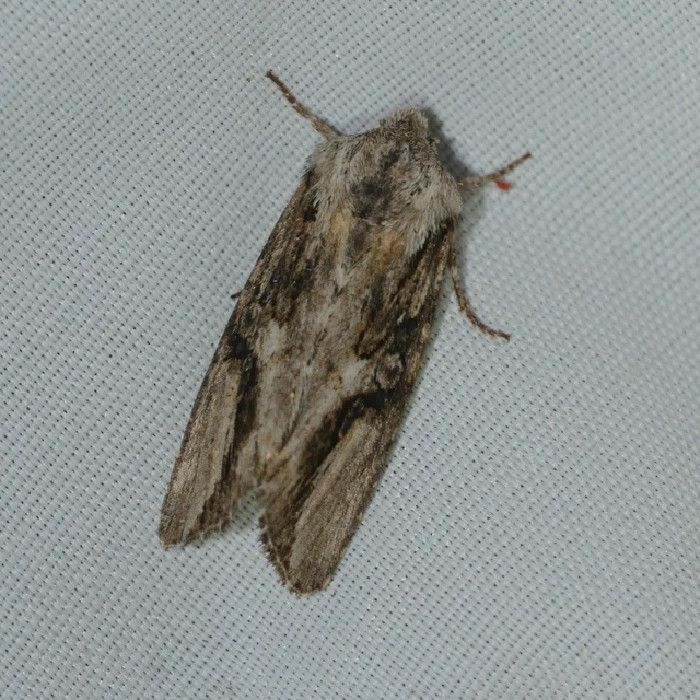 Egira conspicillaris - változékony szürkebagoly