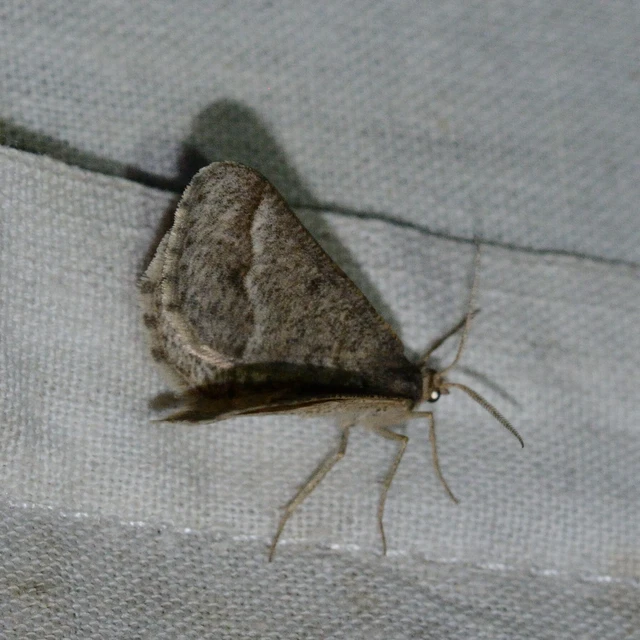 Tephrina murinaria - egérszínű araszoló