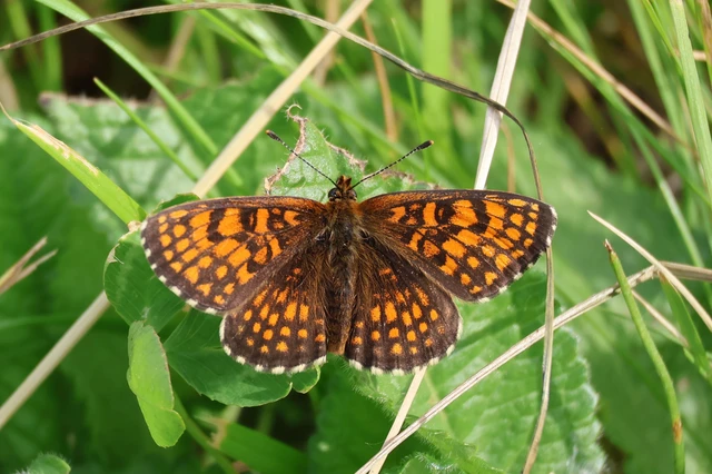 Melitaea athalia - közönséges tarkalepke