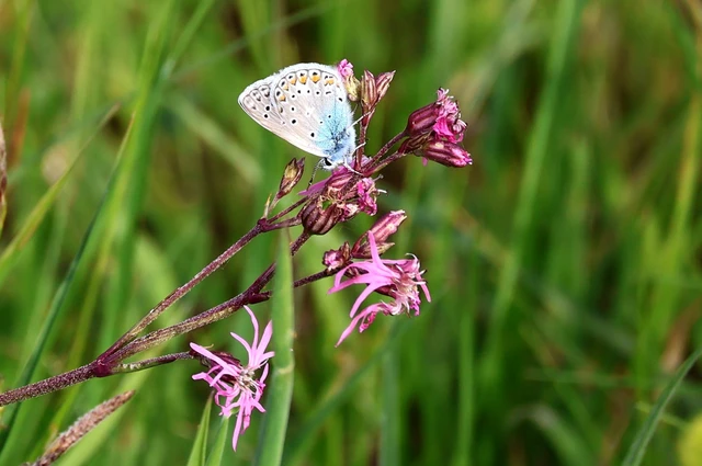 Polyommatus icarus - közönséges boglárka