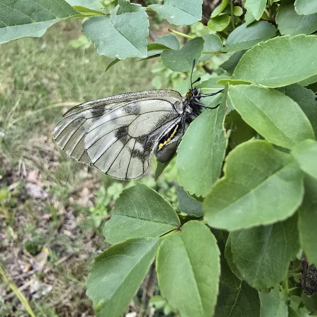 Parnassius mnemosyne - kis apollólepke