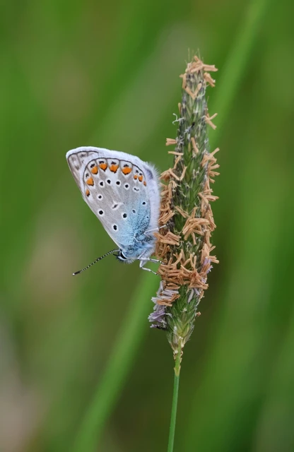 Polyommatus icarus - közönséges boglárka