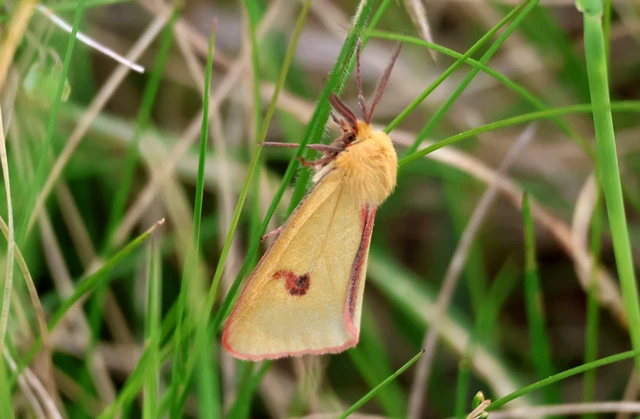 Diacrisia sannio - vörösszélű medvelepke