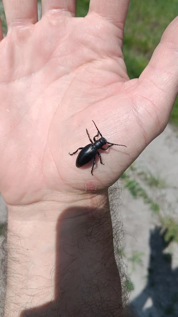 Dorcadion aethiops - fekete gyalogcincér Dorcadion aethiops - fekete gyalogcincér