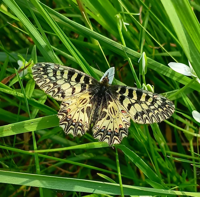 Zerynthia polyxena - farkasalmalepke