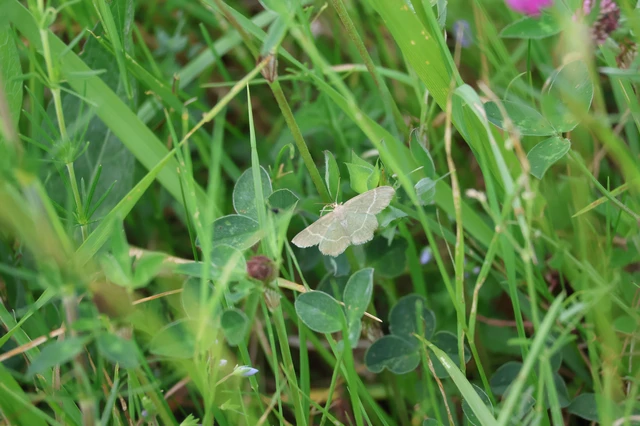 Chlorissa viridata - üdezöld araszoló