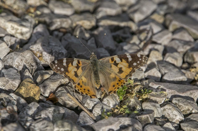 Vanessa cardui - bogáncslepke
