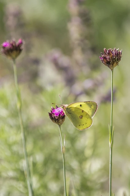 Colias alfacariensis - déli kéneslepke