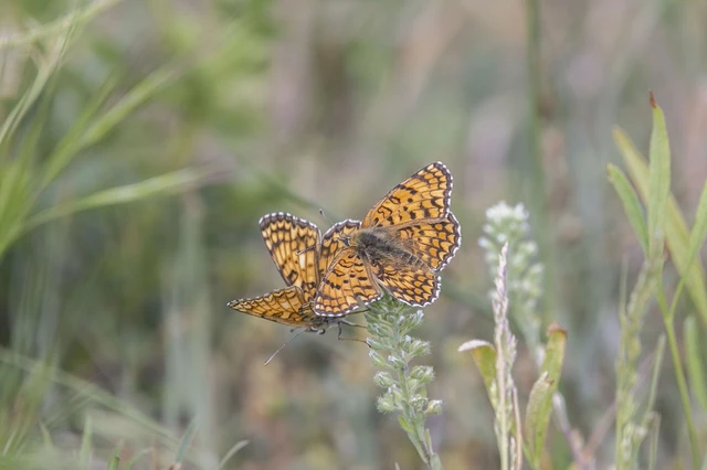 Melitaea phoebe - nagy tarkalepke