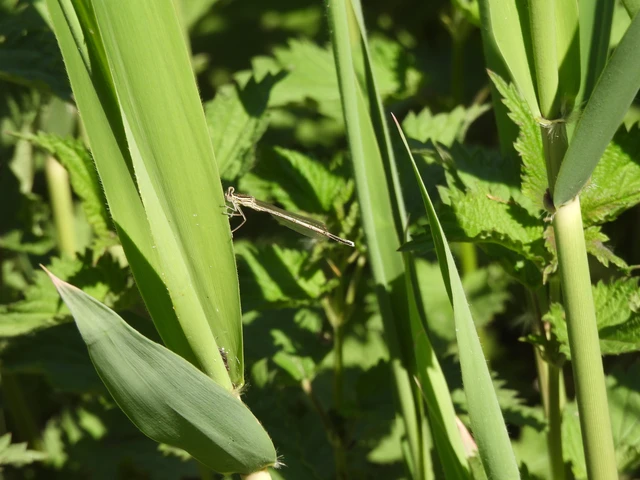 Platycnemis pennipes - széleslábú szitakötő