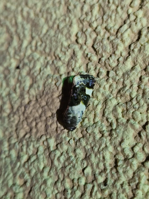 Acontia lucida - fehér nappalibagoly