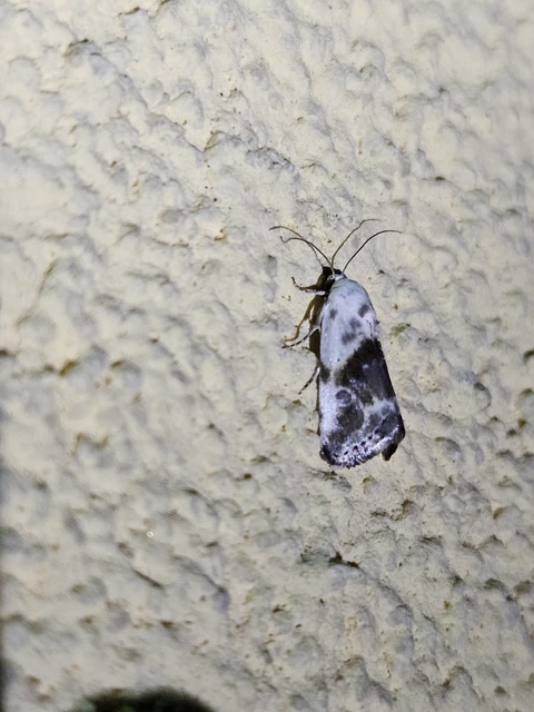 Ponometia candefacta - parlagfűbagoly