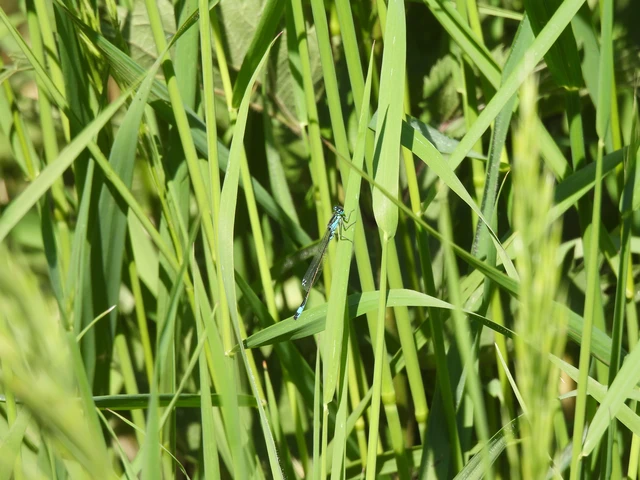 Ischnura elegans pontica - kéköves légivadász