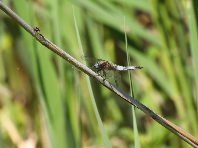 Libellula fulva - kisfoltos laposacsa