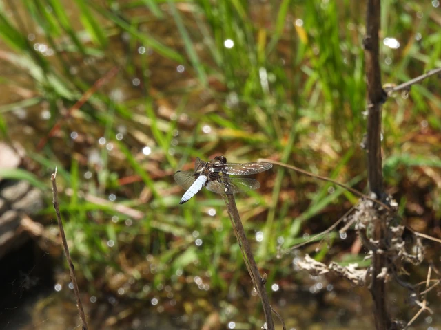 Libellula depressa - széles laposacsa