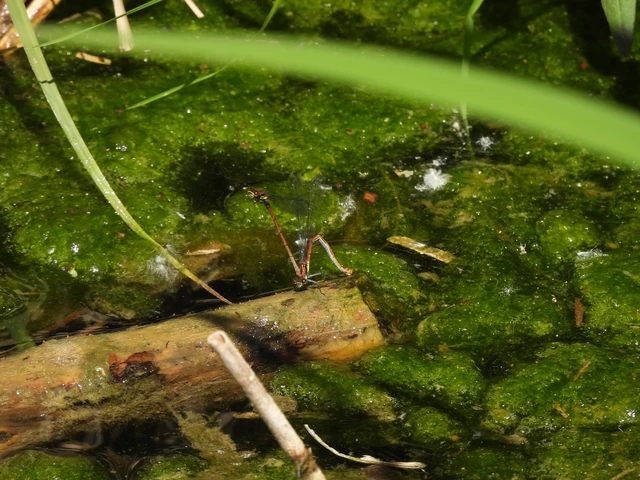 Pyrrhosoma nymphula interposita - vörös légivadász
