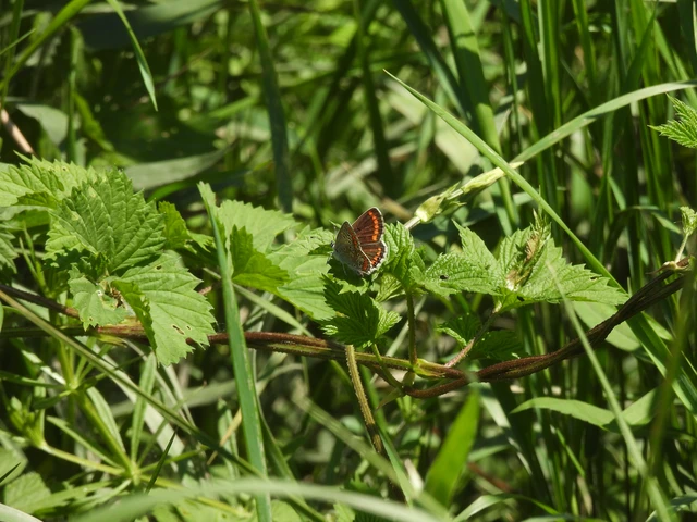 Aricia agestis - szerecsenboglárka