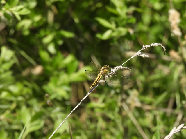 Orthetrum cancellatum - feketefarkú pásztorszitakötő