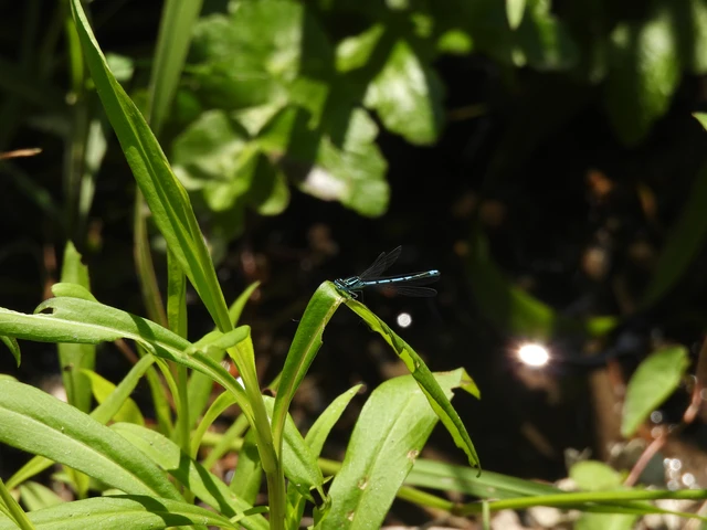 Coenagrion puella - azúrkék légivadász