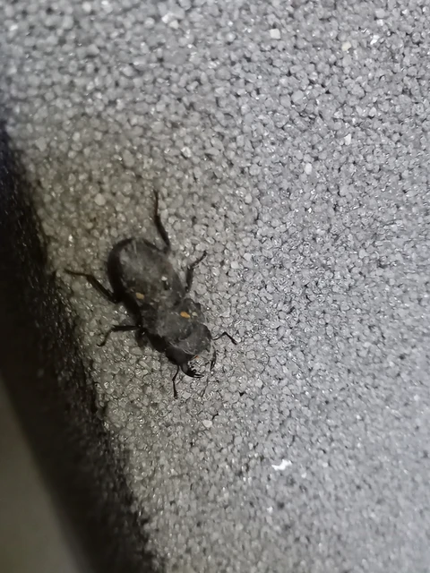 Dorcus parallelipipedus - kis szarvasbogár