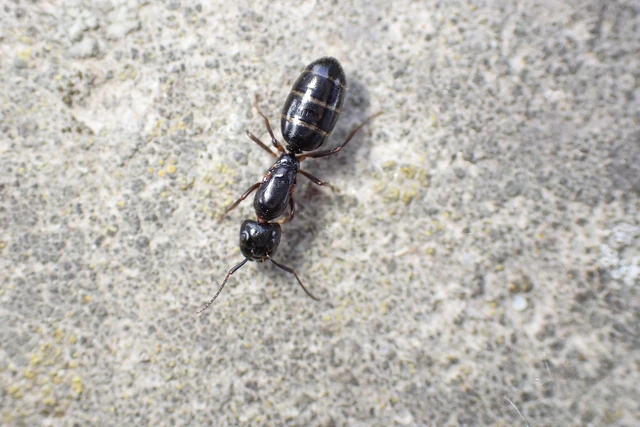 Camponotus vagus - fekete lóhangya