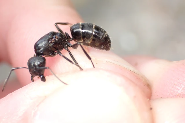 Camponotus vagus - fekete lóhangya