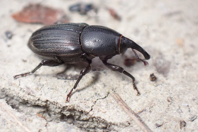 Sphenophorus striatopunctatus - mezei zsuzsok
